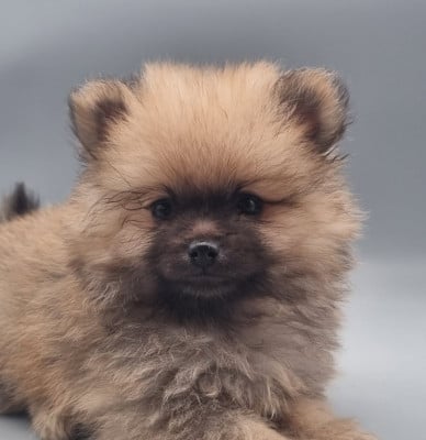 Les chiots de Spitz allemand