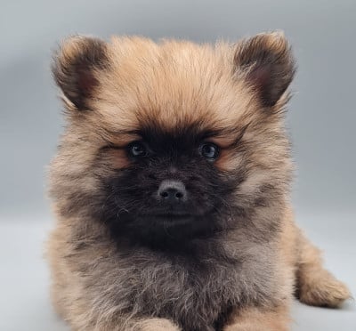 Les chiots de Spitz allemand