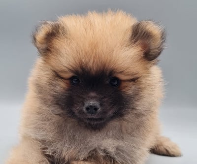 Les chiots de Spitz allemand
