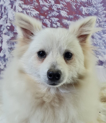 Les chiots de Volpino Italiano