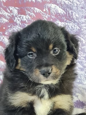 Les chiots de Berger Américain Miniature 