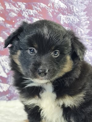 Les chiots de Berger Américain Miniature 