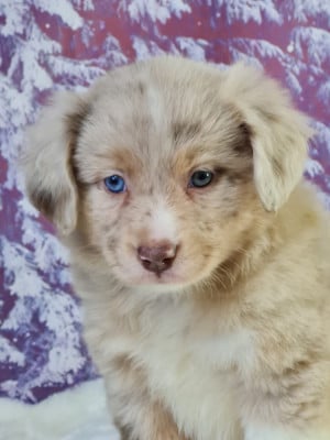 Les chiots de Berger Américain Miniature 