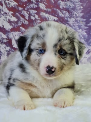 Les chiots de Berger Américain Miniature 