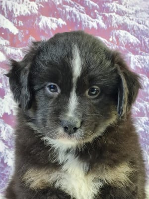 Les chiots de Berger Américain Miniature 