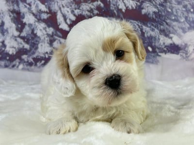 Les chiots de Coton de Tulear