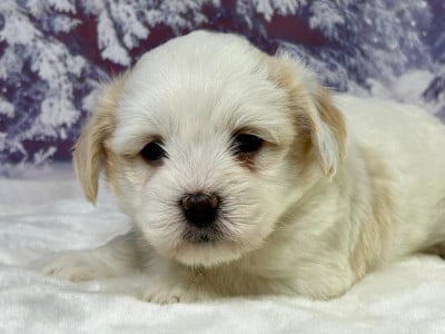 Les chiots de Coton de Tulear
