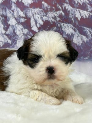 Les chiots de Shih Tzu