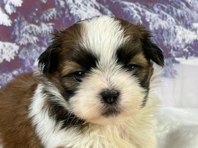 Les chiots de Shih Tzu