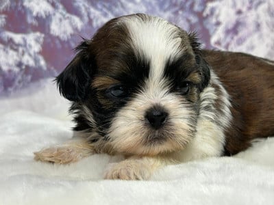 Les chiots de Shih Tzu