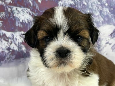 Les chiots de Shih Tzu