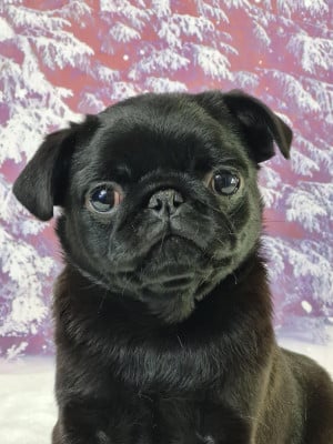 Les chiots de Carlin