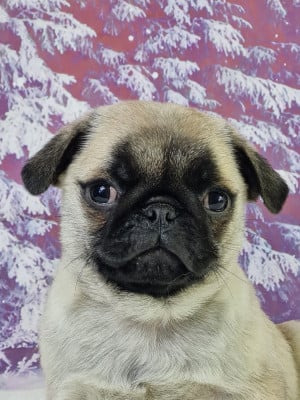 Les chiots de Carlin