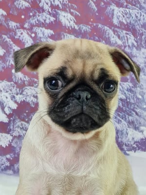 Les chiots de Carlin