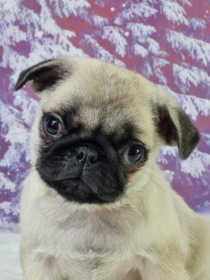 Les chiots de Carlin