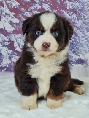 Les chiots de Berger Américain Miniature 