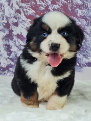 Les chiots de Berger Américain Miniature 