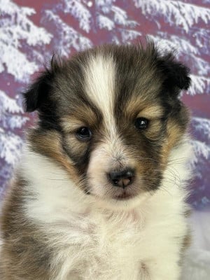 Les chiots de Shetland Sheepdog