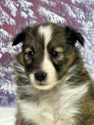 Les chiots de Shetland Sheepdog