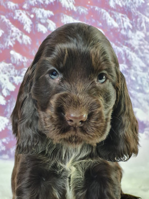 Les chiots de Cocker Spaniel Anglais