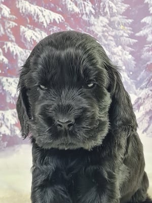 Les chiots de Cocker Spaniel Anglais