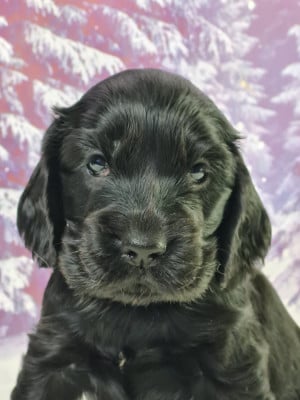 Les chiots de Cocker Spaniel Anglais