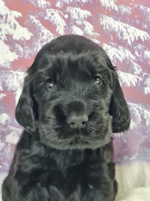 Les chiots de Cocker Spaniel Anglais