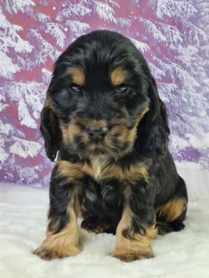 Les chiots de Cocker Spaniel Anglais