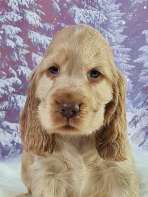 Les chiots de Cocker Spaniel Anglais