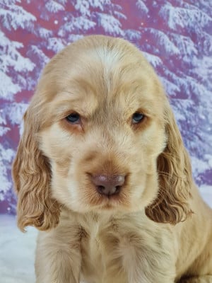 Les chiots de Cocker Spaniel Anglais
