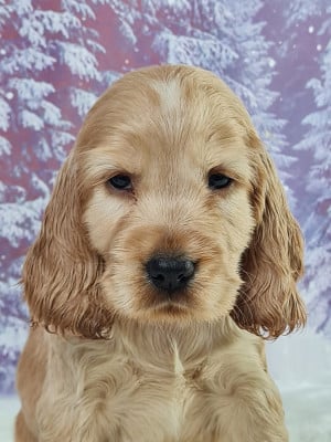 Les chiots de Cocker Spaniel Anglais