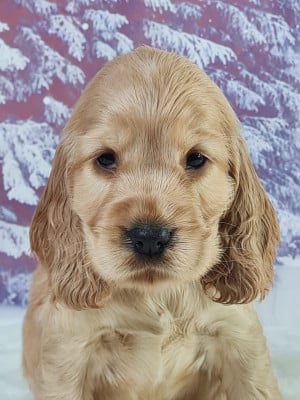Les chiots de Cocker Spaniel Anglais