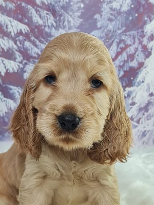 Les chiots de Cocker Spaniel Anglais