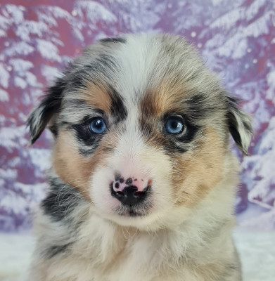 Les chiots de Berger Américain Miniature