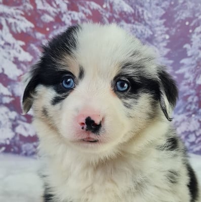 Les chiots de Berger Américain Miniature 
