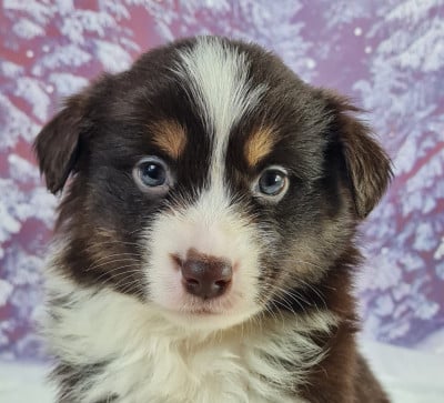 Les chiots de Berger Américain Miniature 
