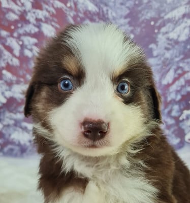 Les chiots de Berger Américain Miniature 