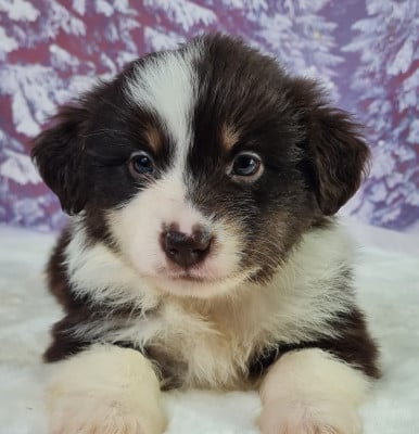 Les chiots de Berger Américain Miniature 