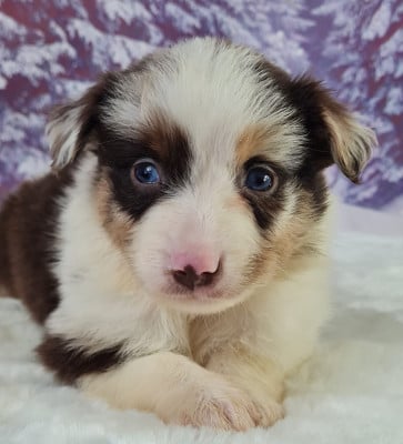Les chiots de Berger Américain Miniature 
