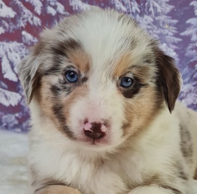 Les chiots de Berger Américain Miniature 