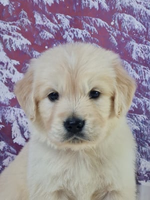 Les chiots de Golden Retriever