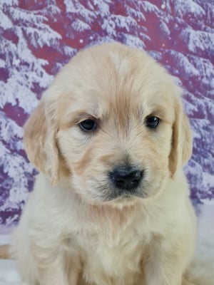 Les chiots de Golden Retriever