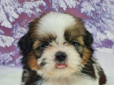 Shih Tzu