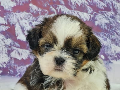 Les chiots de Shih Tzu