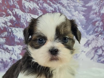Les chiots de Shih Tzu