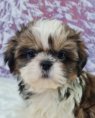 Les chiots de Shih Tzu