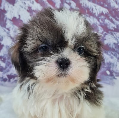 Les chiots de Shih Tzu