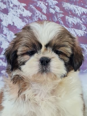 Les chiots de Shih Tzu