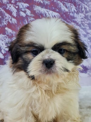 Les chiots de Shih Tzu