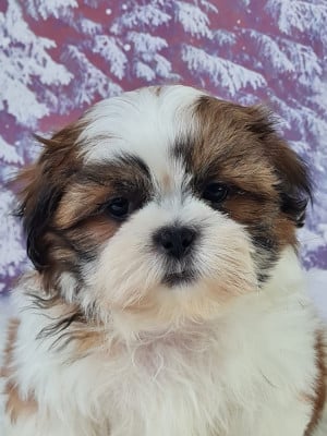 Les chiots de Shih Tzu